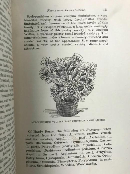 约19世纪后期 蕨类植物与文化 数十幅版画插图 漆布精装32开 商品图5
