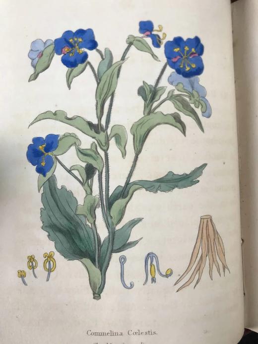 1833年 园艺指南 数十幅版画插图（部分为手工上色版画） 漆布精装64开 商品图10