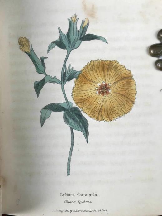 1833年 园艺指南 数十幅版画插图（部分为手工上色版画） 漆布精装64开 商品图7