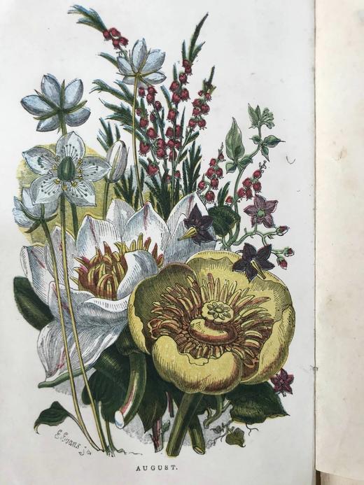 1859年 野花图鉴 8页套色版画171幅黑白版画插图 漆布精装64开 商品图4