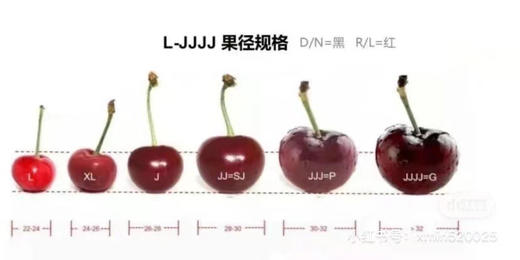 【保税区直发 顺丰包邮】 进口智利桑提娜车厘子 单J2J3J4J 商品图1