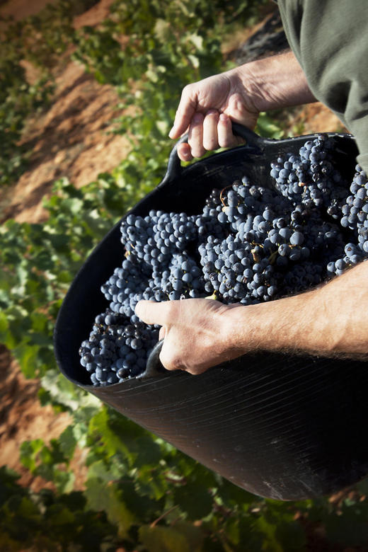 【30年以上老藤丹魄精心酿制】ELTOCADOR西班牙DO级红酒750ml*6支 商品图4