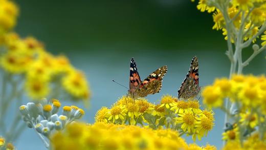 Auto蛋糕烘焙商品 商品图0