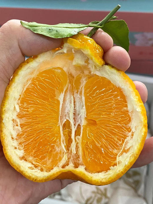 周三取货：【匠心级礼盒春见】一盒毛重8斤左右，果肉饱满，好吃不上火！ 超甜！超嫩！甜蜜多汁！ 商品图5