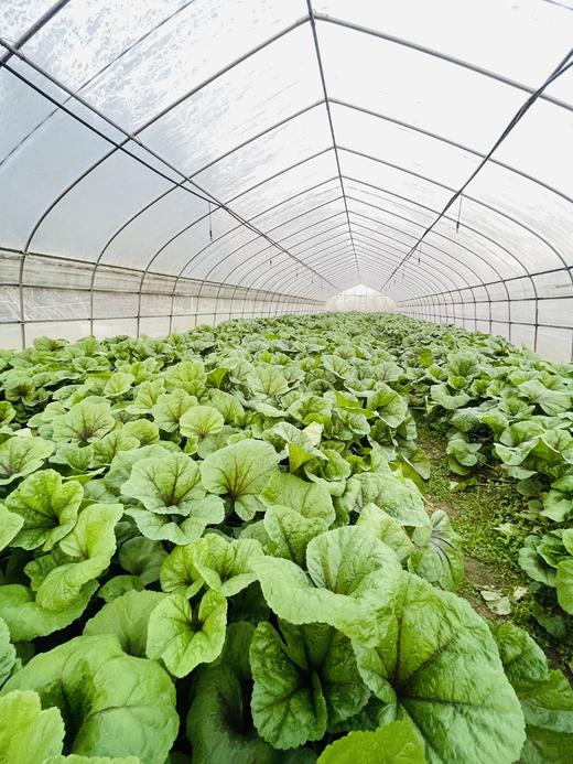 朴愿有机农场 有机冬苋菜 冬寒菜 肥美嫩滑的口感 400克 商品图11