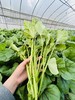 朴愿有机农场 有机冬苋菜 冬寒菜 肥美嫩滑的口感 400克 商品缩略图3
