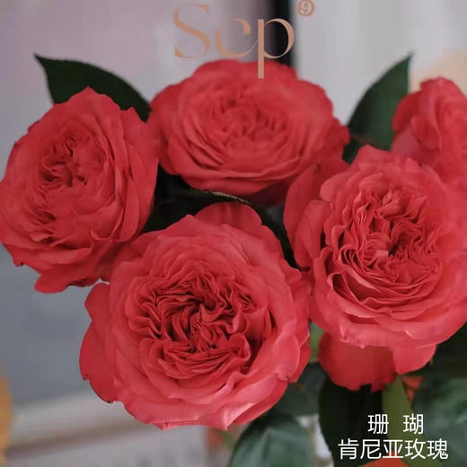 肯尼亚进口coral reeeva红珊瑚玫瑰6支 商品图0