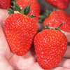 5天内发货 | iMeiMax 新春贺岁版 丹东99红颜新鲜草莓 20颗/盒 个重≥45克[福利品] 商品缩略图3