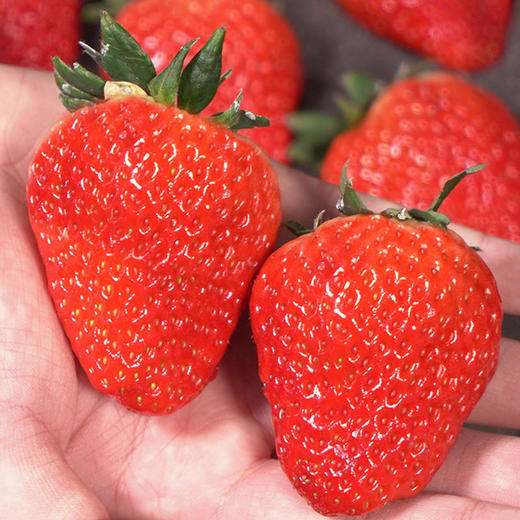 5天内发货 | iMeiMax 新春贺岁版 丹东99红颜新鲜草莓 20颗/盒 个重≥45克[福利品] 商品图3