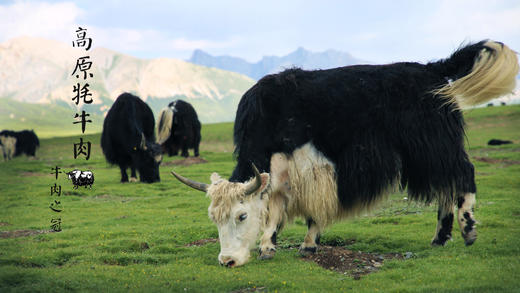 【牦牛肉•色达野放】4斤装（每月发3-4次鲜肉，大概每周发一次，其余时间可发冻肉） 商品图5
