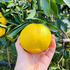 象山青（黄金贡柚） 商品缩略图7