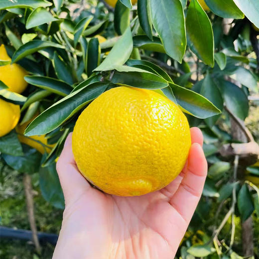 象山青（黄金贡柚） 商品图7