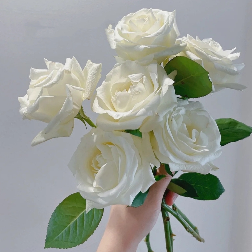 【👑珍珠玫瑰】玫瑰-白色系 10枝 | 新客福利
