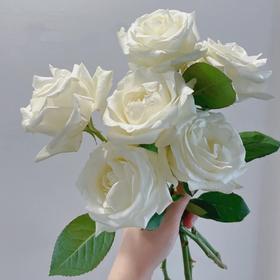 【👑珍珠玫瑰】玫瑰-白色系 10枝 | 新客福利