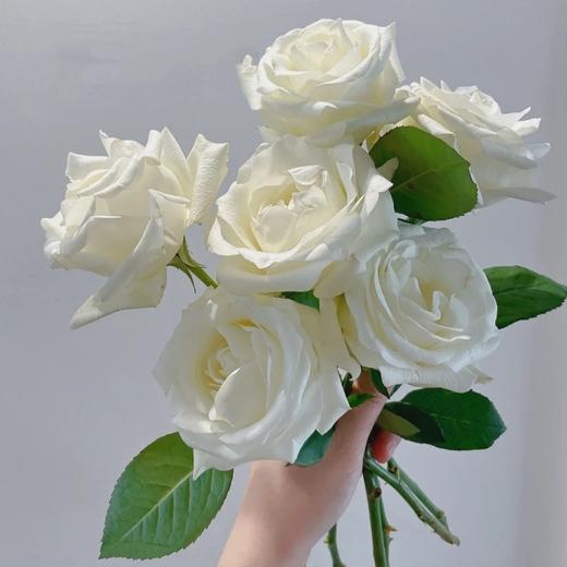 【👑珍珠玫瑰】玫瑰-白色系 10枝 | 新客福利 商品图0