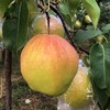 隰县玉露香梨4.5斤/5斤/8斤 商品缩略图2