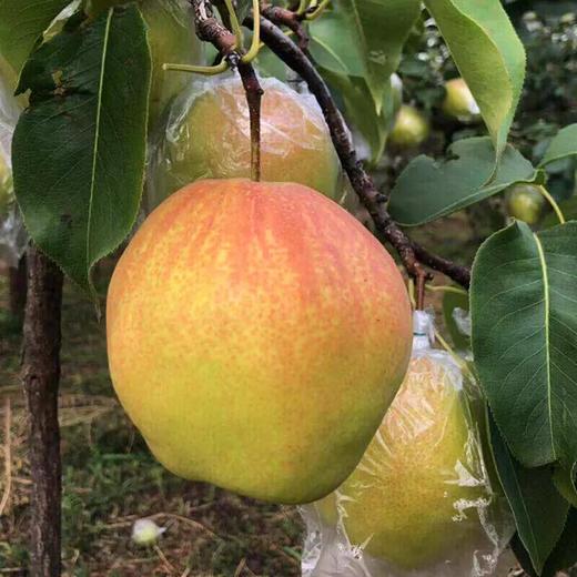 隰县玉露香梨4.5斤/5斤/8斤 商品图2