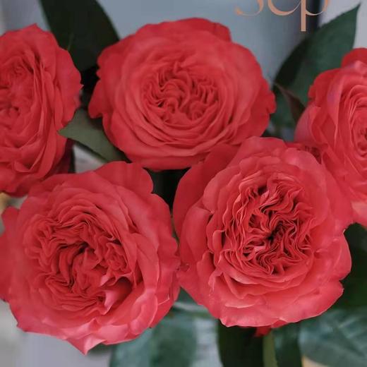 肯尼亚进口coral reeeva红珊瑚玫瑰6支 商品图1