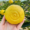 象山青（黄金贡柚） 商品缩略图8