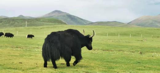 【牦牛肉•色达野放】4斤装（每月发3-4次鲜肉，大概每周发一次，其余时间可发冻肉） 商品图2