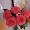 肯尼亚进口coral reeeva红珊瑚玫瑰6支 商品缩略图3