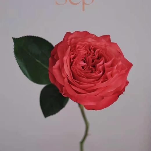 肯尼亚进口coral reeeva红珊瑚玫瑰6支 商品图2