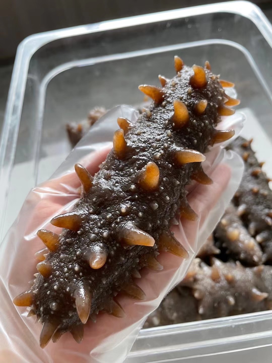 大连野生即食海参1斤装<10根> 免泡发解冻即食 自然慢生长 肉厚弹牙 富含营养 黄金北纬39度优质产区