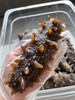 大连野生即食海参1斤装<10根> 免泡发解冻即食 自然慢生长 肉厚弹牙 富含营养 黄金北纬39度优质产区 商品缩略图0