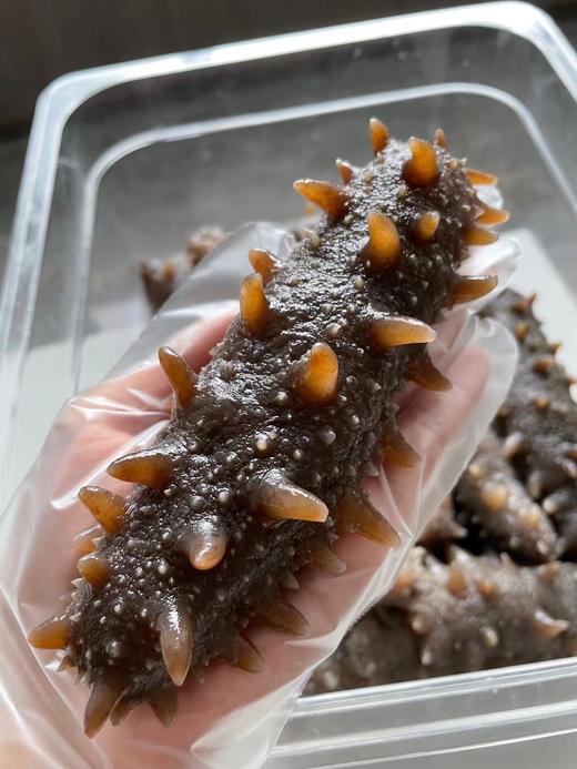 大连野生即食海参1斤装<10根> 免泡发解冻即食 自然慢生长 肉厚弹牙 富含营养 黄金北纬39度优质产区 商品图0