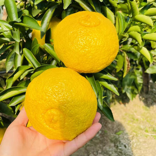 象山青（黄金贡柚） 商品图4