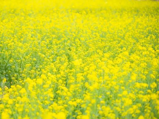 户外@【新丰樱花峪】汉服旅拍樱花峪赏樱+雪峒油菜花 1天 商品图7