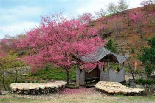 户外@【新丰樱花峪】汉服旅拍樱花峪赏樱+雪峒油菜花 1天 商品图1