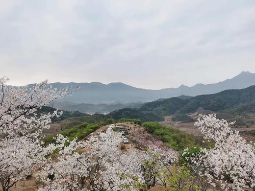 户外@【新丰樱花峪】汉服旅拍樱花峪赏樱+雪峒油菜花 1天 商品图8