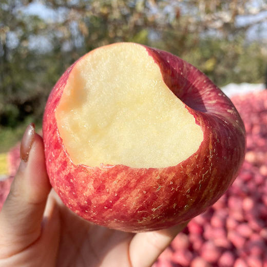 【正宗陕西洛川红富士苹果】 脆甜多汁，一代老农对生态种植的坚守，只需要一口，就能吃出儿时的味道！ 商品图2