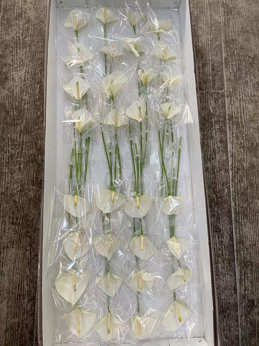 【绿光彩掌】耳语~小白掌（迷你版） 商品图5