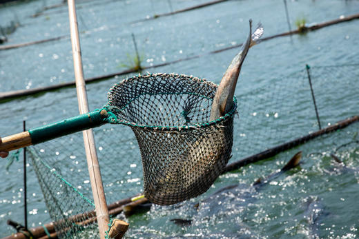 千岛湖 野生胖头鱼  肉质细腻鲜美 商品图1
