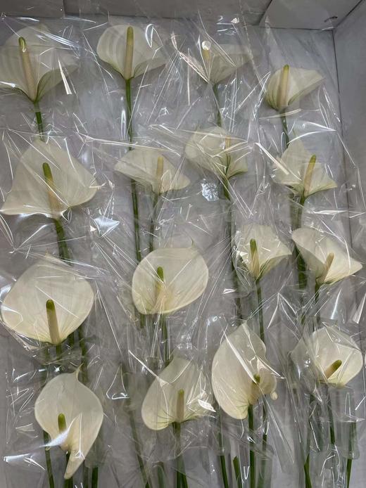 【绿光彩掌】耳语~小白掌（迷你版） 商品图4