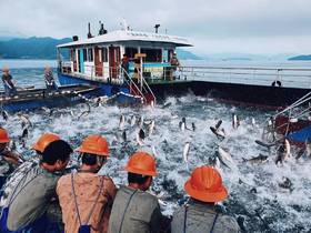 千岛湖 野生胖头鱼  肉质细腻鲜美