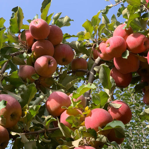 【新疆阿克苏冰糖心苹果】果肉细腻，肉质色泽略黄，咀嚼后果味浓郁、基本无残渣 商品图2