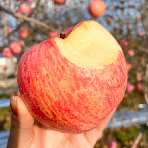 【正宗陕西洛川红富士苹果】 脆甜多汁，一代老农对生态种植的坚守，只需要一口，就能吃出儿时的味道！ 商品图3