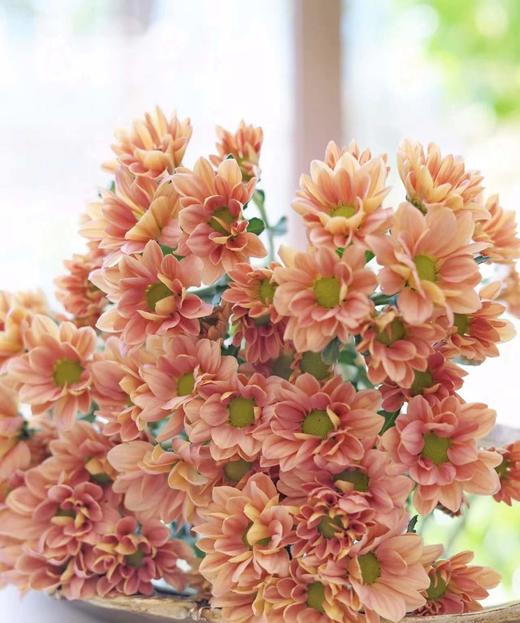 【精品小菊】三文鱼-渐变色 约10枝/扎（特殊品种） 商品图3