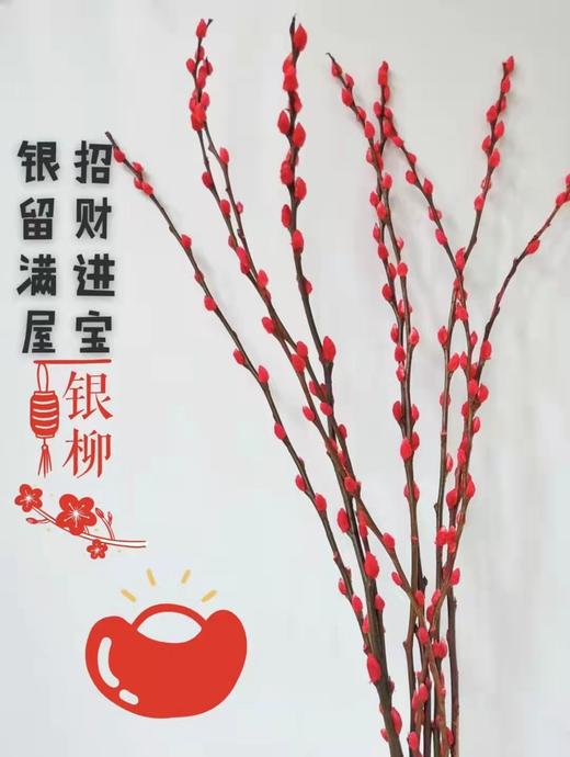 年宵花—招财银柳（云南） 商品图1