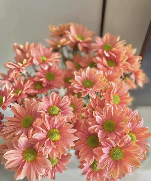 【精品小菊】三文鱼-渐变色 约10枝/扎（特殊品种） 商品图1