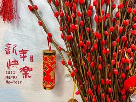 年宵花—招财银柳（云南）