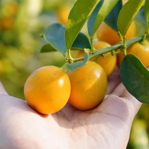 国家地理标识产品，融安金桔，金桔界天花板 来自广西融安核心产区 | 不酸麻、不苦涩 ，脆甜水嫩 只采摘甜度大于20度的精品大果 商品图3