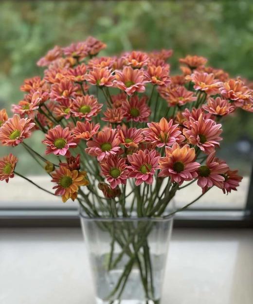 【精品小菊】三文鱼-渐变色 约10枝/扎（特殊品种） 商品图6