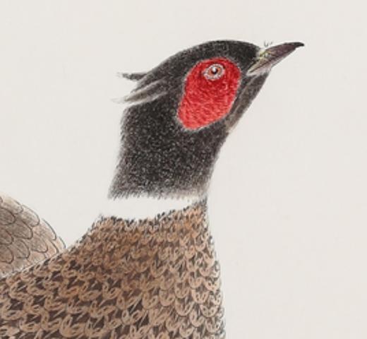 金喦 工笔花鸟01 136cmx68cm  8平尺 商品图5