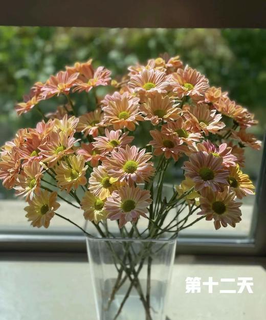 【精品小菊】三文鱼-渐变色 约10枝/扎（特殊品种） 商品图8