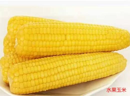 熟玉米 商品图1