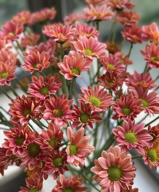 【精品小菊】三文鱼-渐变色 约10枝/扎（特殊品种） 商品图5